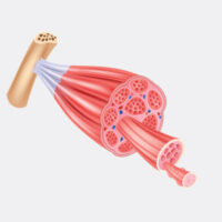 Echographie musculaire